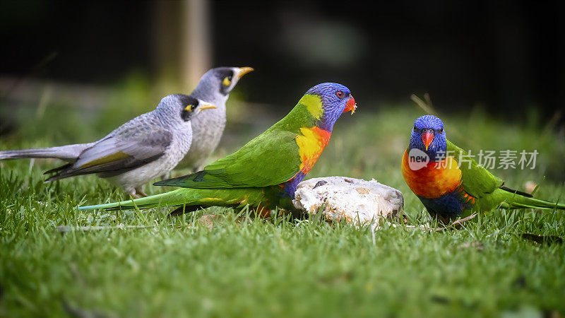 饥饿彩虹鹦鹉(Trichoglossus moluccanus)